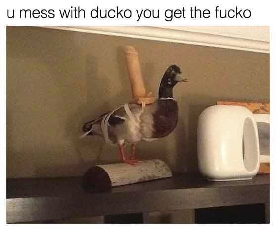QfGadgp.jpg