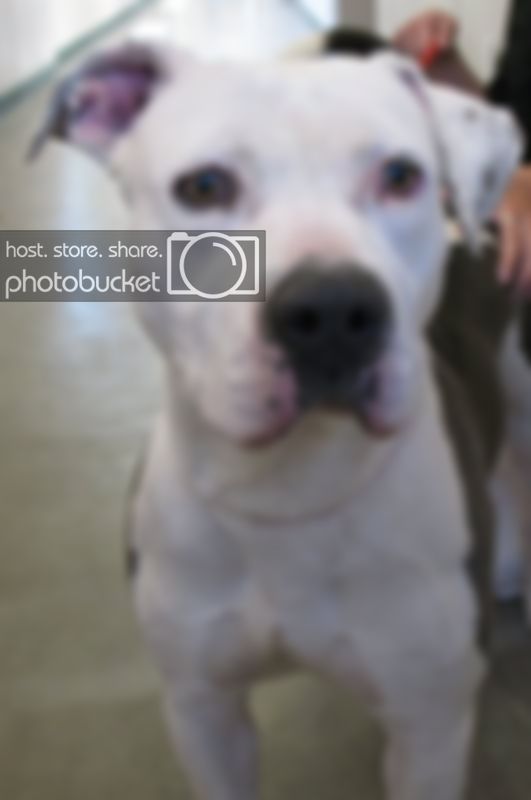 sky-pitbull-715630.jpg