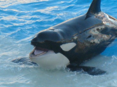 shamu.jpg