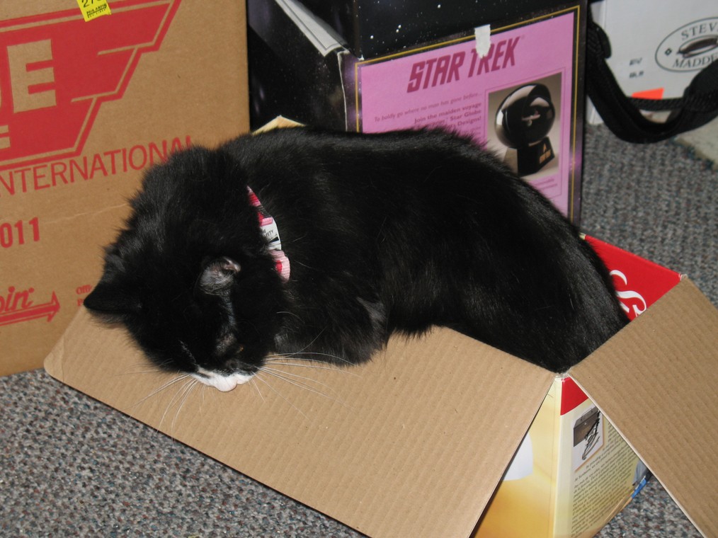 kitty%20001.jpg