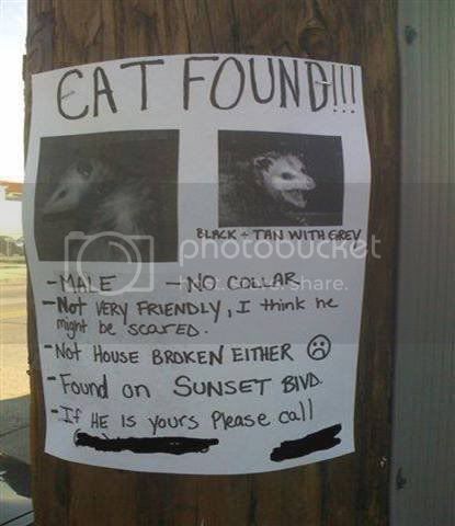 lostcat.jpg