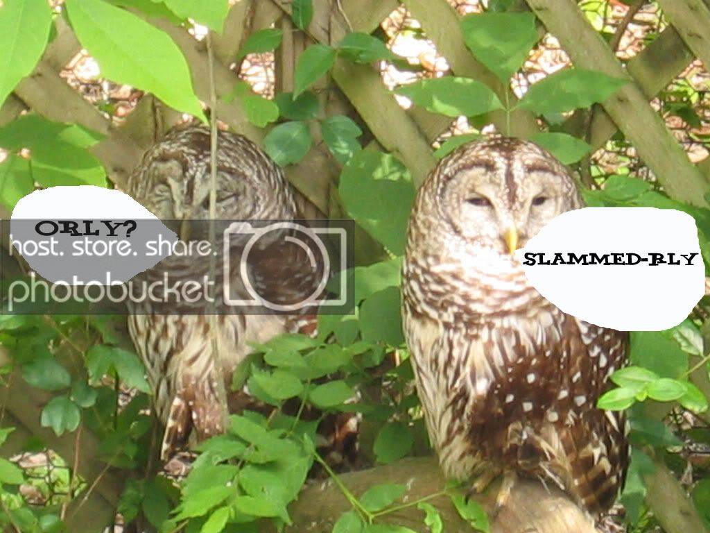 .jpg