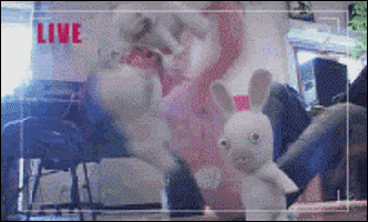 crazybunnies.gif