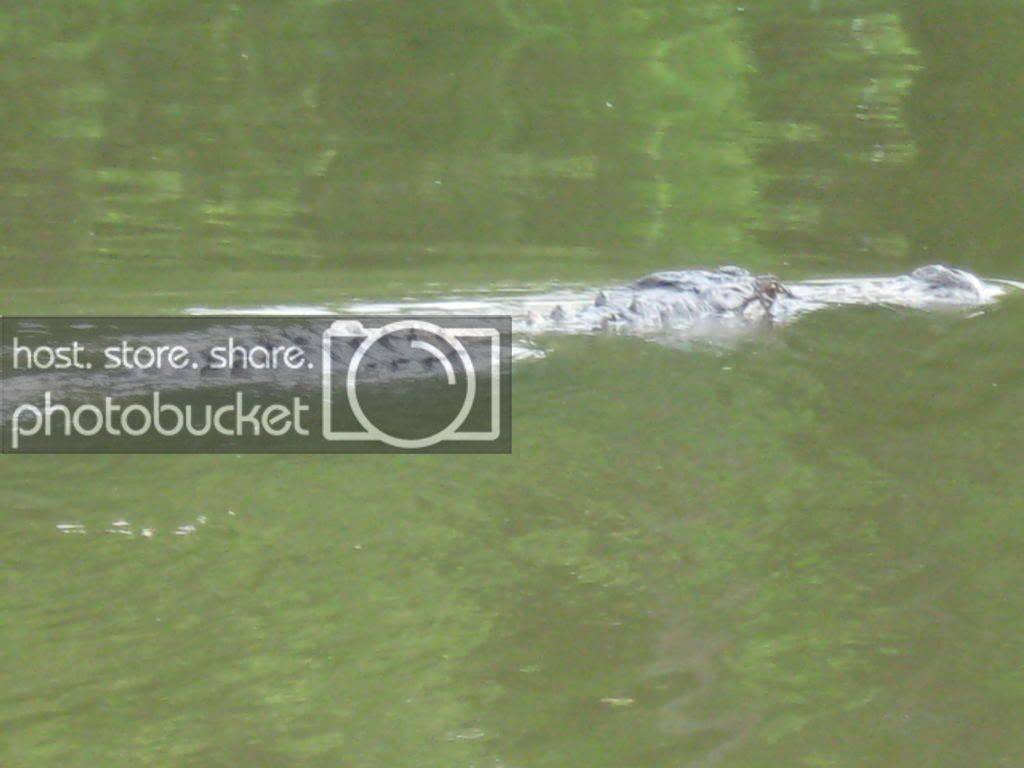 gator007.jpg