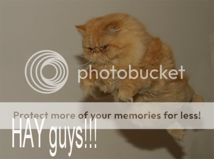 hayyy.jpg