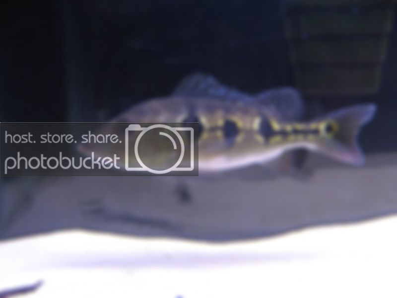 Orino011.jpg