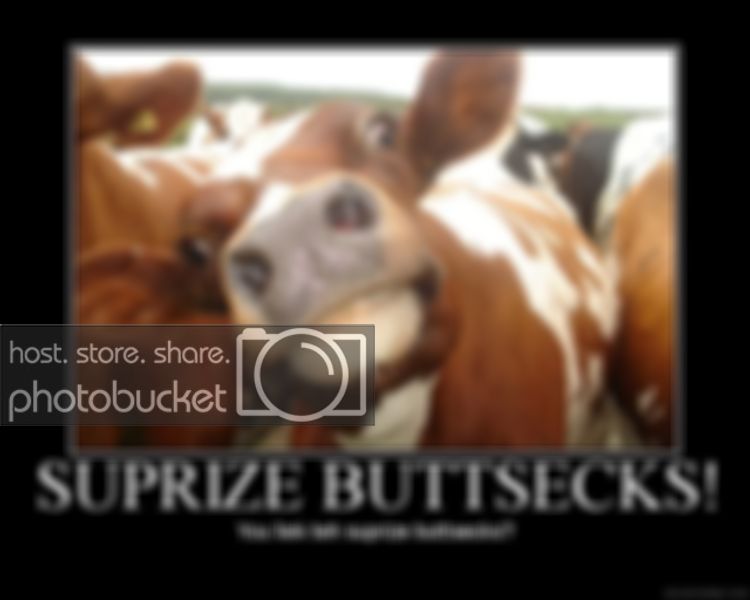 buttsecks_cow.jpg