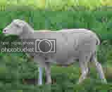 ewe.jpg