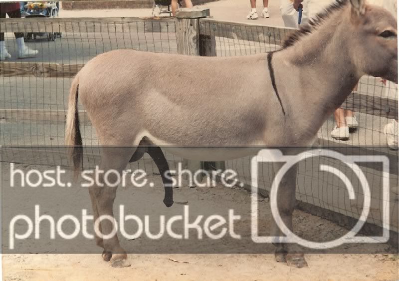 donkey_dick.jpg