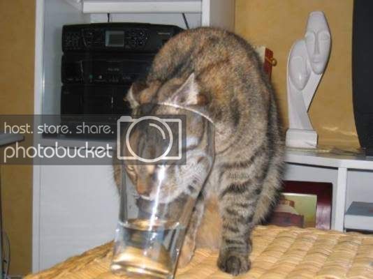 cat.jpg