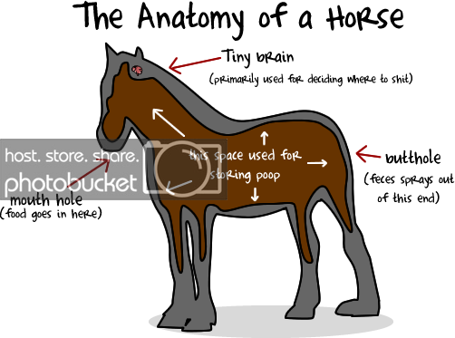 anatomy.png