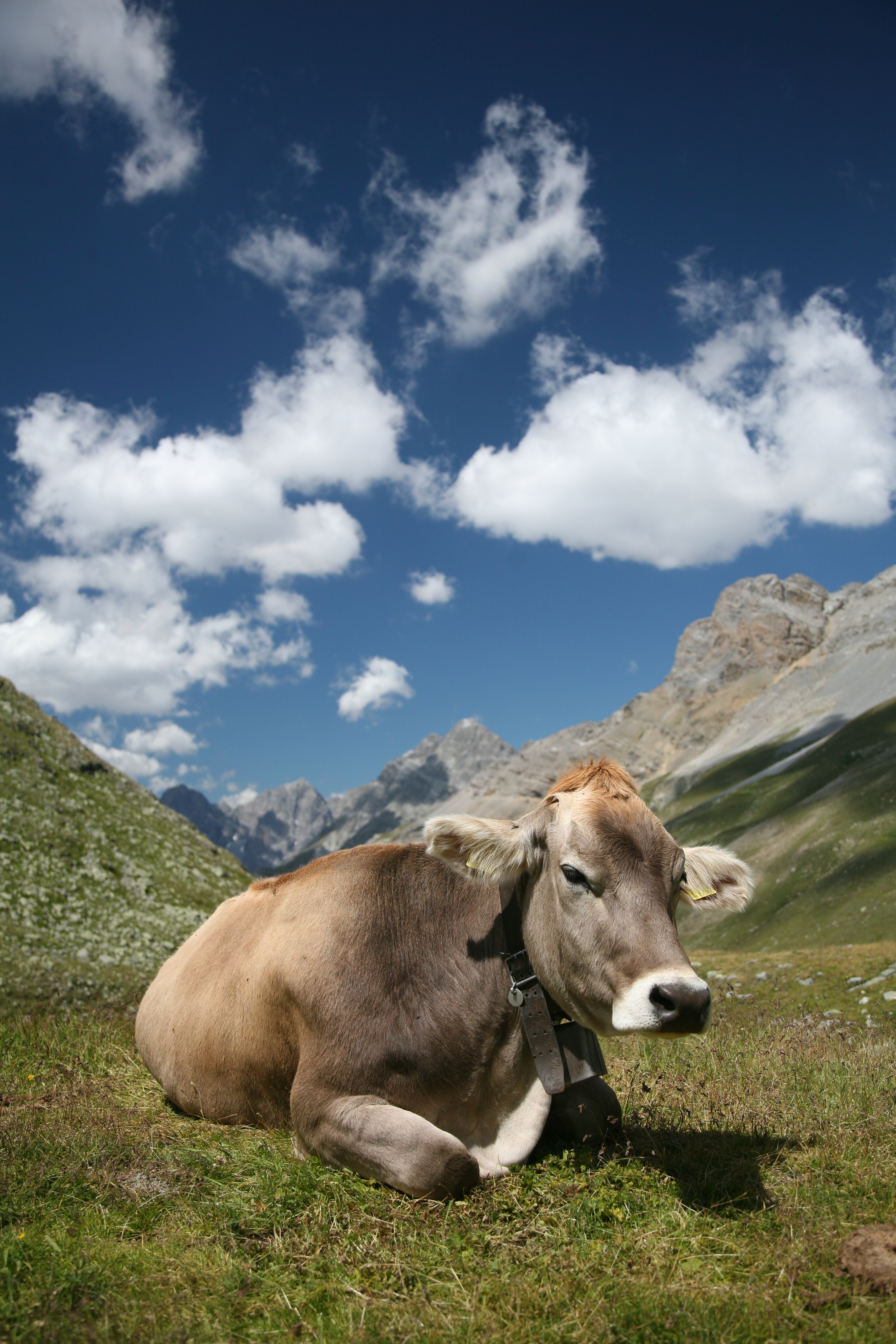 CH_cow_2.jpg