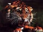 tiger.jpg