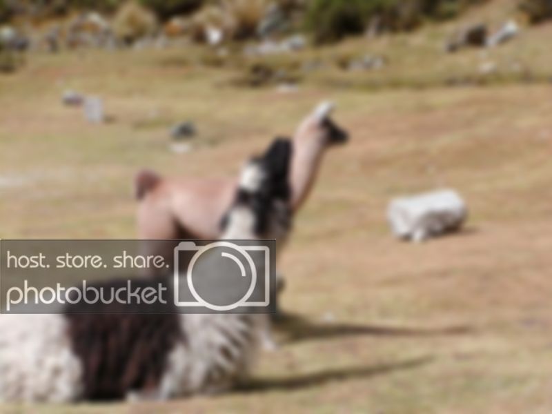 AlpaccaandaLLama.jpg