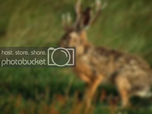 jackalope.jpg