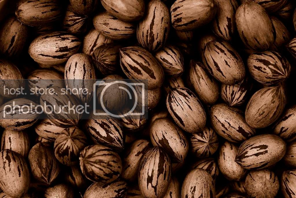 pecans_zpsaemc5nuu.jpg