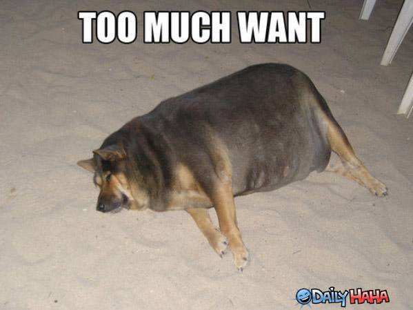 too_much_want_dog.jpg