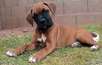 boxer-puppy6.jpg