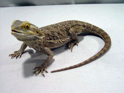 bearded_dragon.jpg