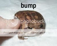 bump.jpg