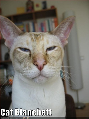 funny-pictures-cat-blanchett-stares-you-down.jpg