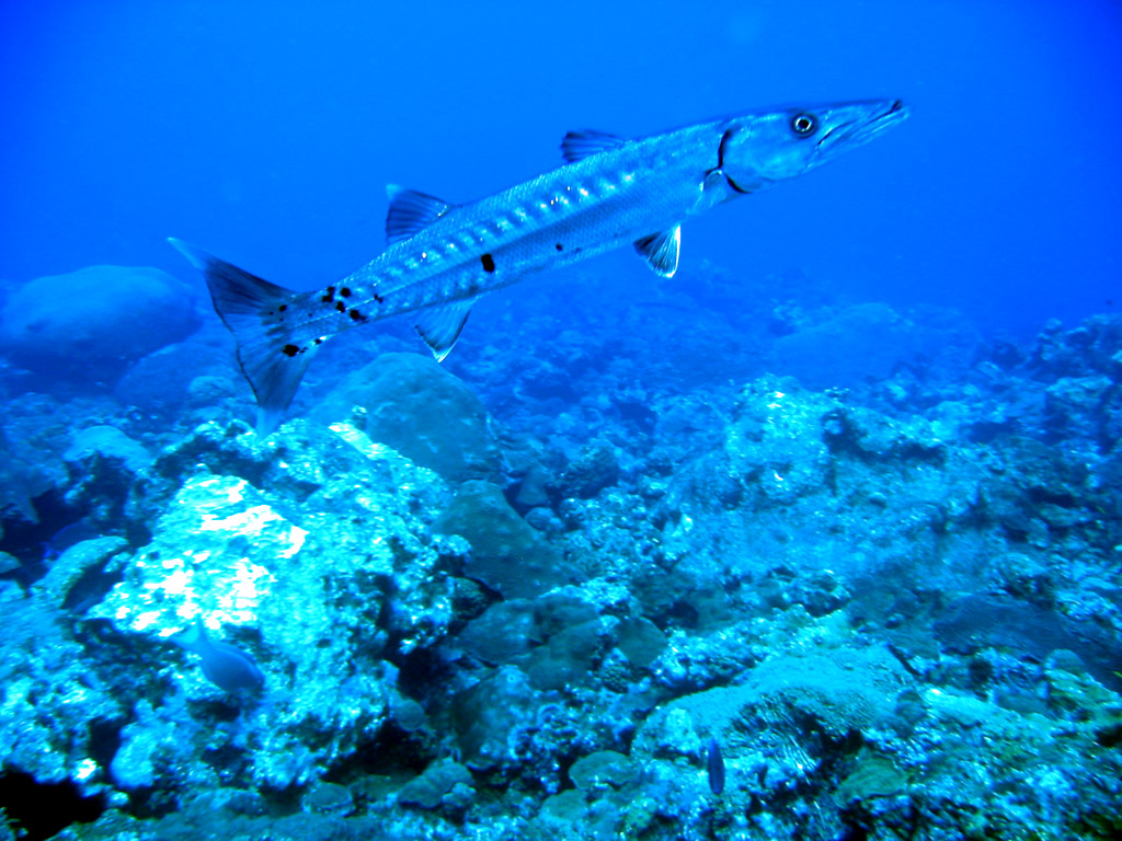 Barracuda3.jpg