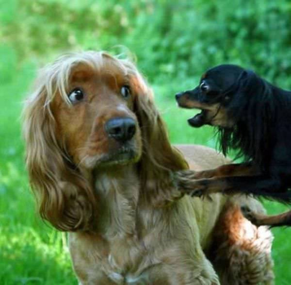 Scared_Dog.jpg