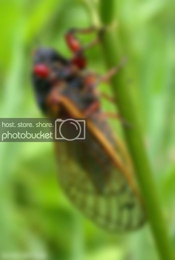 cicada5090.jpg