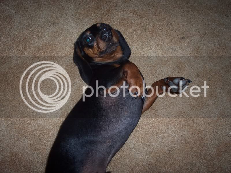 budsky002.jpg