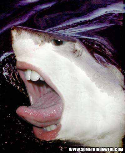 FunnyAsShark.jpg