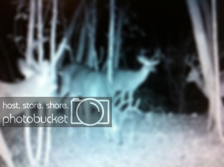 deerss.jpg