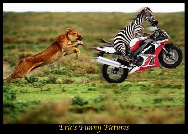 284616-zebramotorcycle.jpg