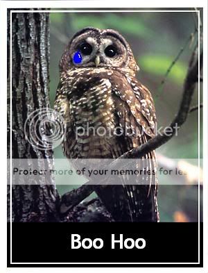 owl.jpg