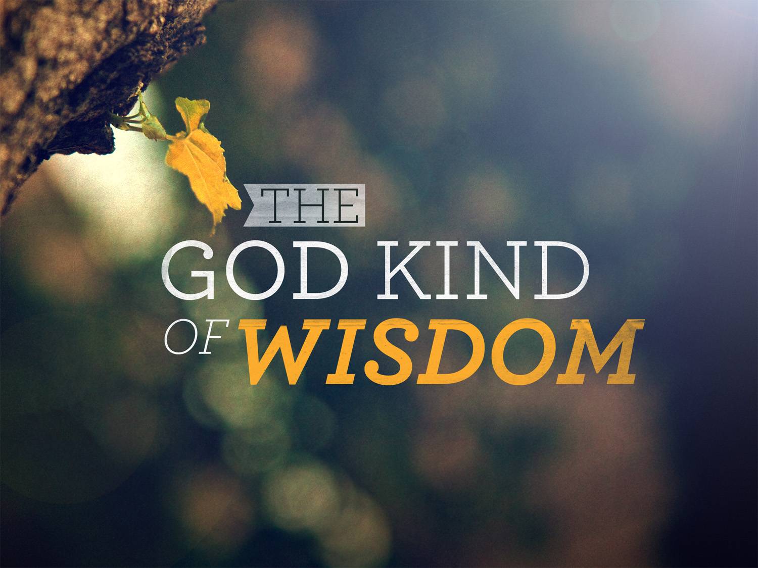 gods-wisdom-02.jpg
