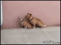 qQTW4.gif