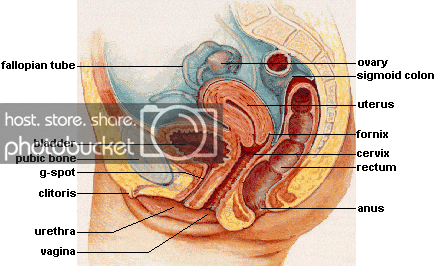 diagram.gif