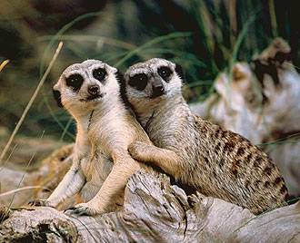 bumhug_meerkats.jpg