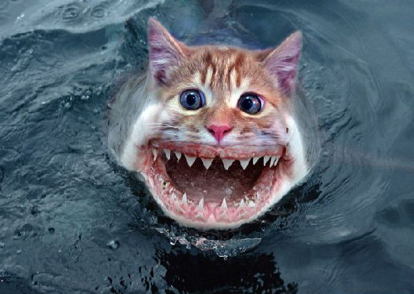 pussyshark.jpg