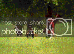 monkydog.gif