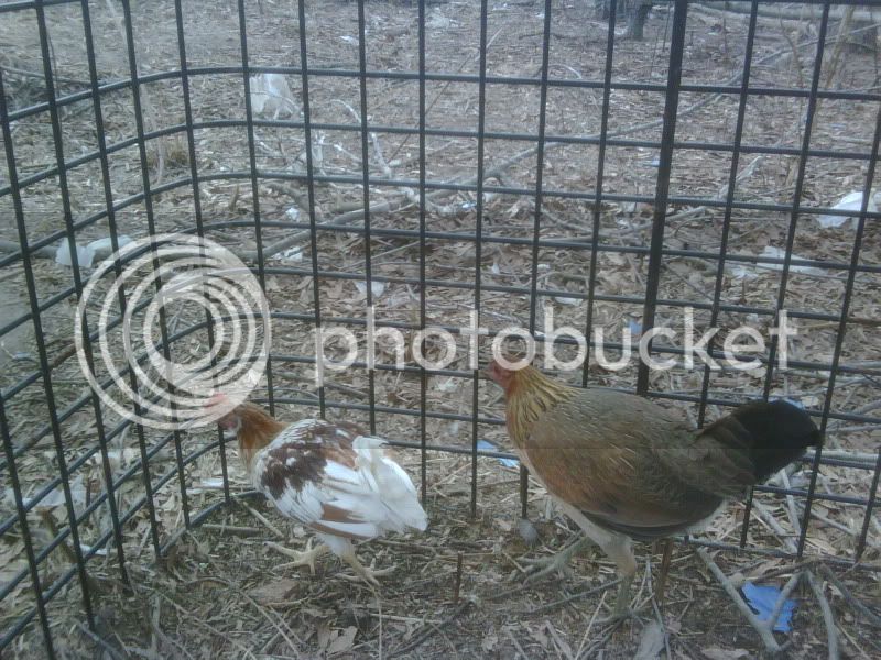 IMG00042.jpg