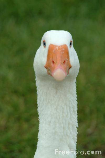 01_09_61---Goose_web.jpg