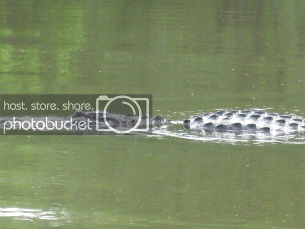 gator010.jpg