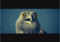 omg_eagle1.gif
