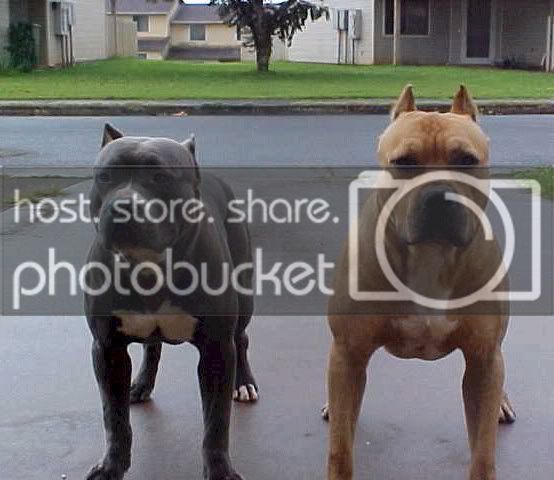 pitbulls.jpg