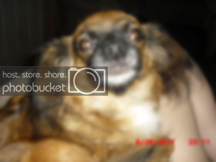 zambie.jpg