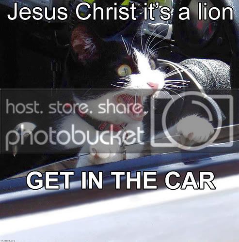 funny_cat_pictures_09.jpg