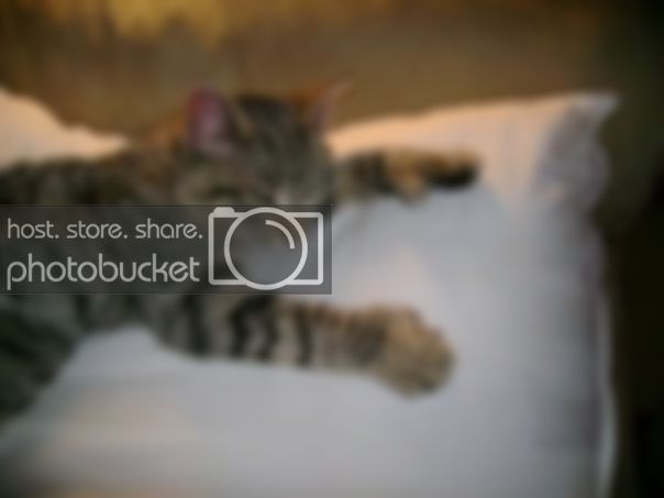 mrkitty.jpg