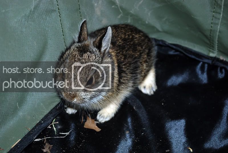 bunny.jpg