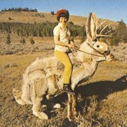 jackalope_rider.jpg