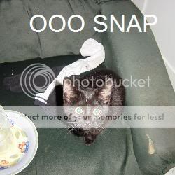 kat.jpg